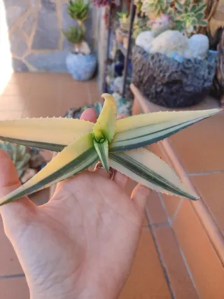 Aloe maculata White variegado