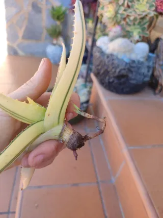 Aloe maculata White variegado