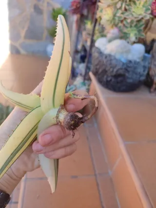 Aloe maculata White variegado