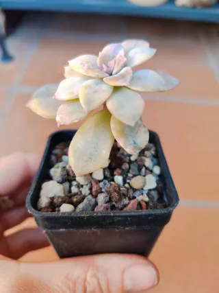 Graptoveria Superbum Variegada