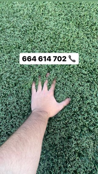 ERBA ARTIFICIALE ECONOMICA