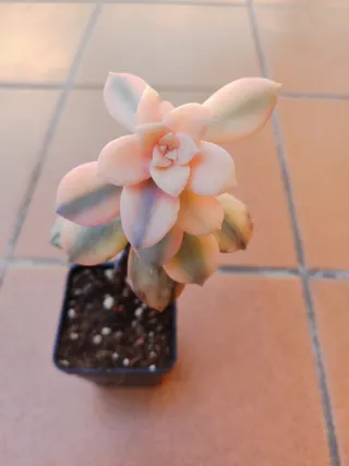 Graptoveria Superbum Variegada