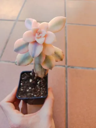 Graptoveria Superbum Variegada