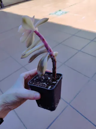 Graptoveria Superbum Variegada