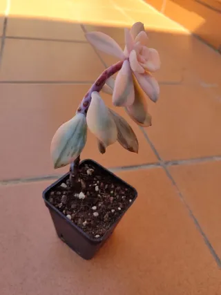 Graptoveria Superbum Variegada