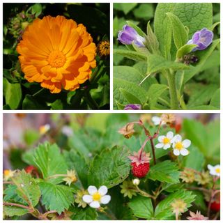 Lote de plantas para permacultura, consuelda rusa