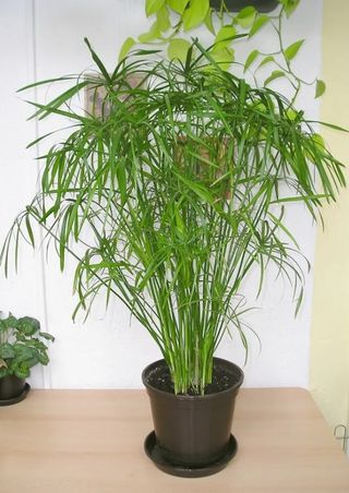 Falso papiro en maceta