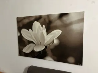 Cuadro de flor Ikea recoger en Bcn centro