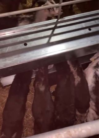 Tolvas para corderos/cabritos