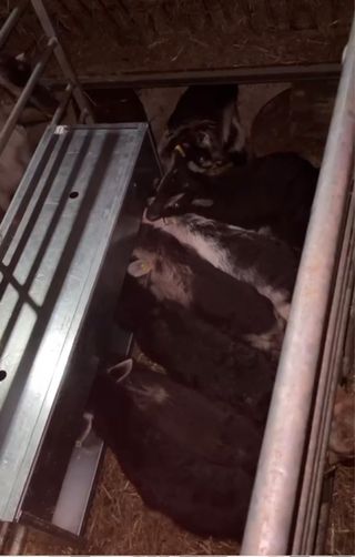 Tolvas para corderos/cabritos