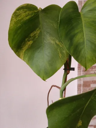 Monstera Aurea