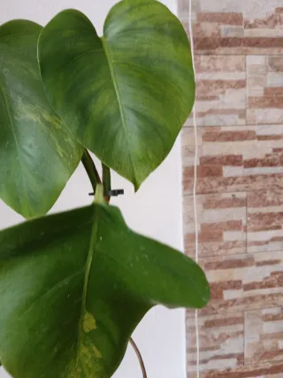 Monstera Aurea