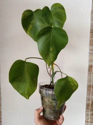 Monstera Aurea