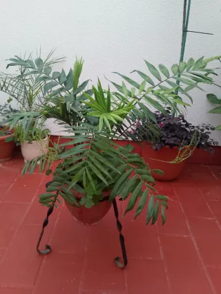 Palmera Planta no envío