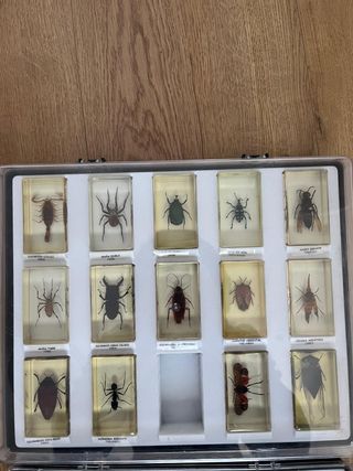 Insectos del Mundo National Geographic