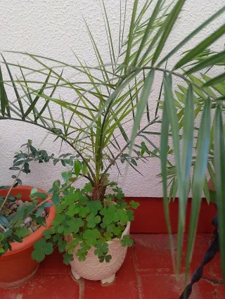 Palmera joven no envío