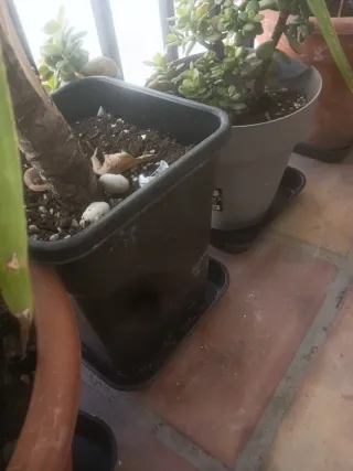 100 Tiestos para Macetas de Plástico Usados