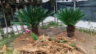 Servicios de Jardinería Profesional