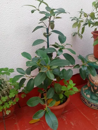 Planta Ficus No envío