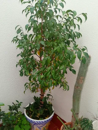 Ficus grande no envío