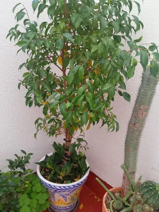 Ficus grande no envío