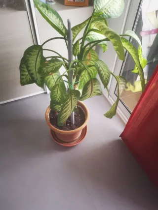 Planta ornamental interior