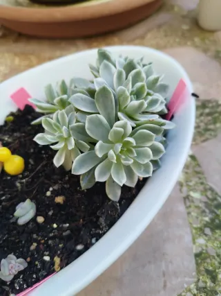 Echeveria Angelina variegada Colección