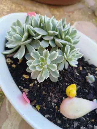 Echeveria Angelina variegada Colección