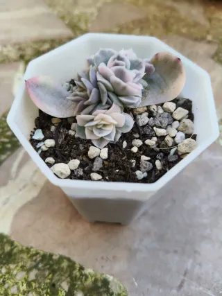 Echeveria Snowball Variegada Colección