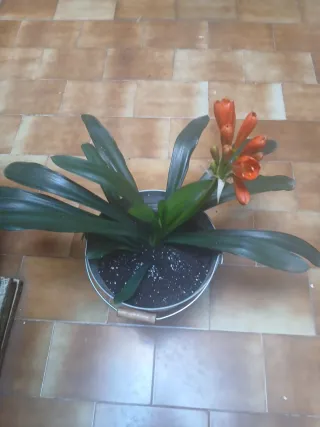 Planta Clivia con Flor Naranja
