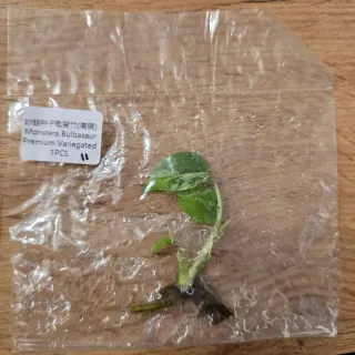 Monstera Bulbasaur Variegata Pianta