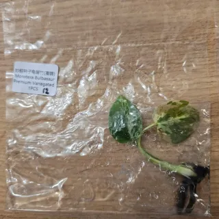 Monstera Bulbasaur Variegata N.12