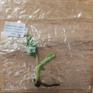 Monstera Bulbasaur Variegata N.13