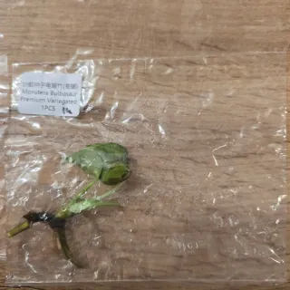 Monstera Bulbasaur Premium Variegata N.14