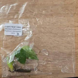 Monstera Bulbasaur Variegata N.15