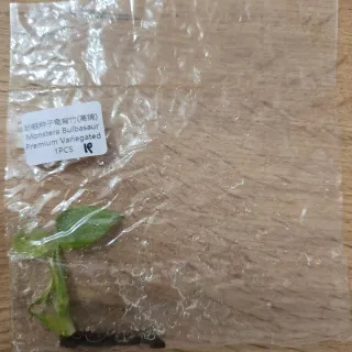 Monstera Bulbasaur Variegata Premium