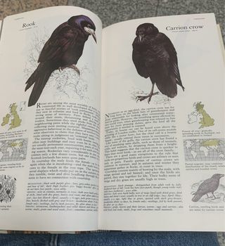 Libro de Ornitología Pájaros Británico