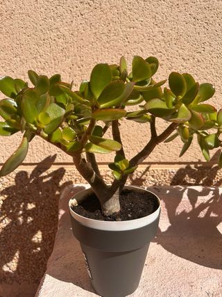 Árbol de Jade