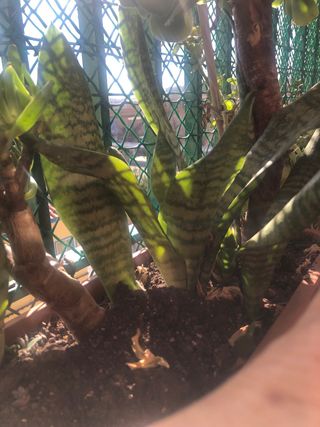 Plantas con maceta alargada con 3 tipos plantas