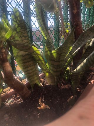 Plantas con maceta alargada con 3 tipos plantas