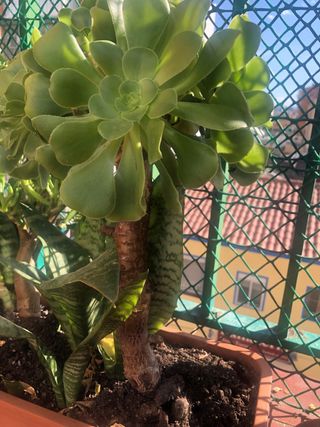 Plantas con maceta alargada con 3 tipos plantas