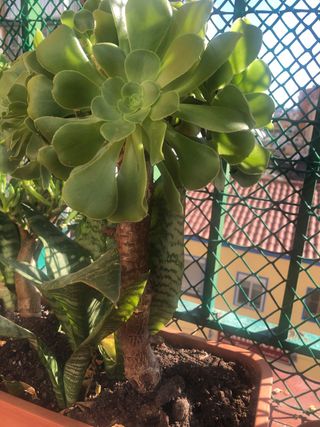 Plantas con maceta alargada con 3 tipos plantas