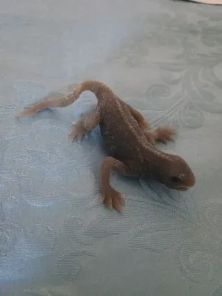 Iguanas & Co. Iguana striata delle Figi