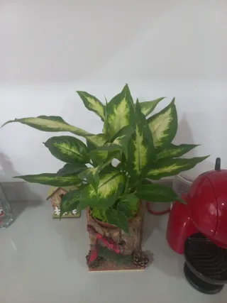 Planta de interior