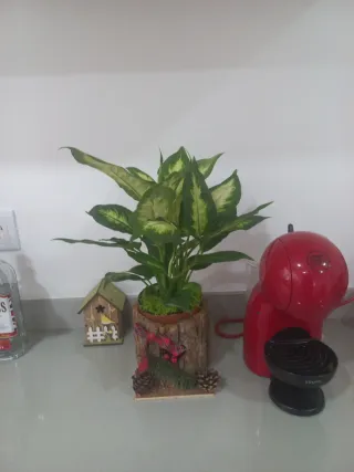 Planta de interior