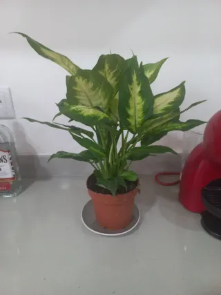 Planta de interior