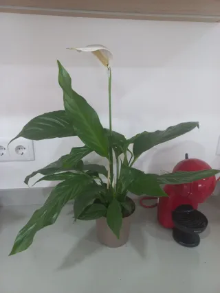 Planta de interior Lirio da Paz