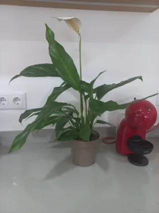 Planta de interior Lirio da Paz