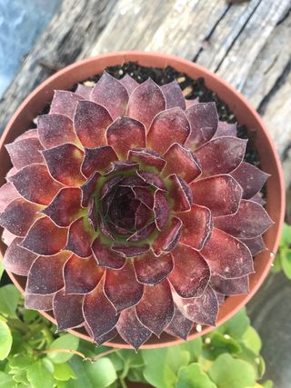 Sempervivum Archnoideum