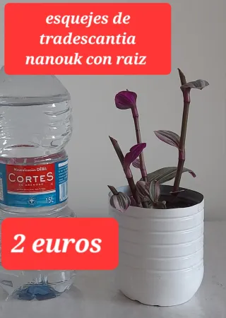 Plantas desde 2 euros